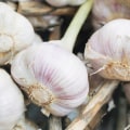 The Surprising Benefits of Garlic Pills